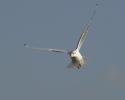 Flug